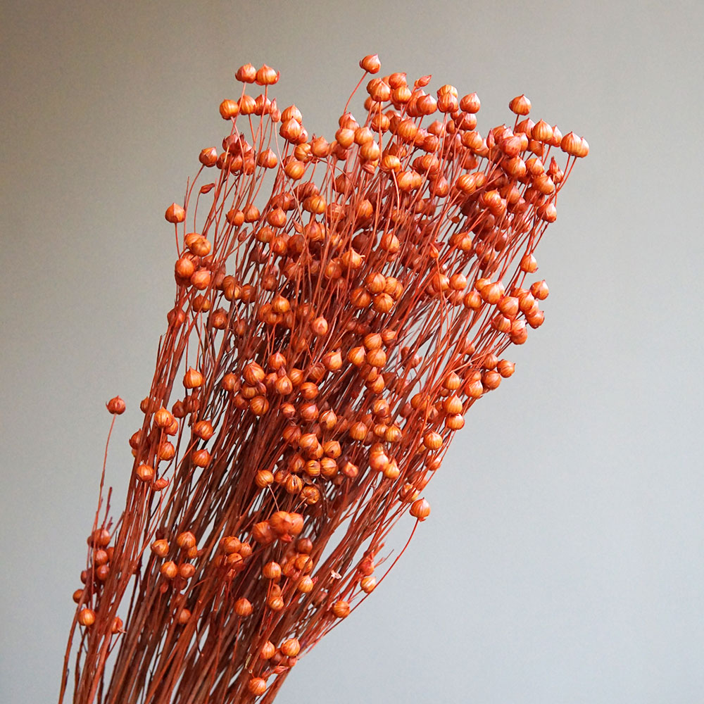 35g/Preserved Ormosia Hosiei N - Dried Flower Bulk recension och pris