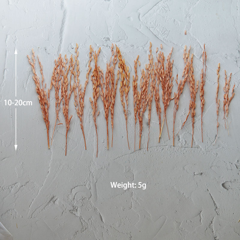 5g/Broomcorn Dyed Dried Nature - Dried Flower Bulk recension och pris