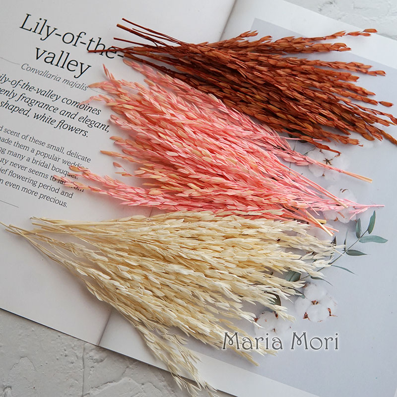 5g/Broomcorn Dyed Dried Nature - Dried Flower Bulk recension och pris
