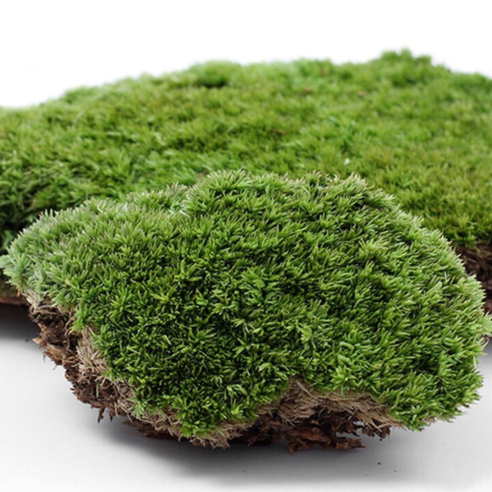 Artificial Green Grass Moss Pl - Terrarium Moss Art recension och pris