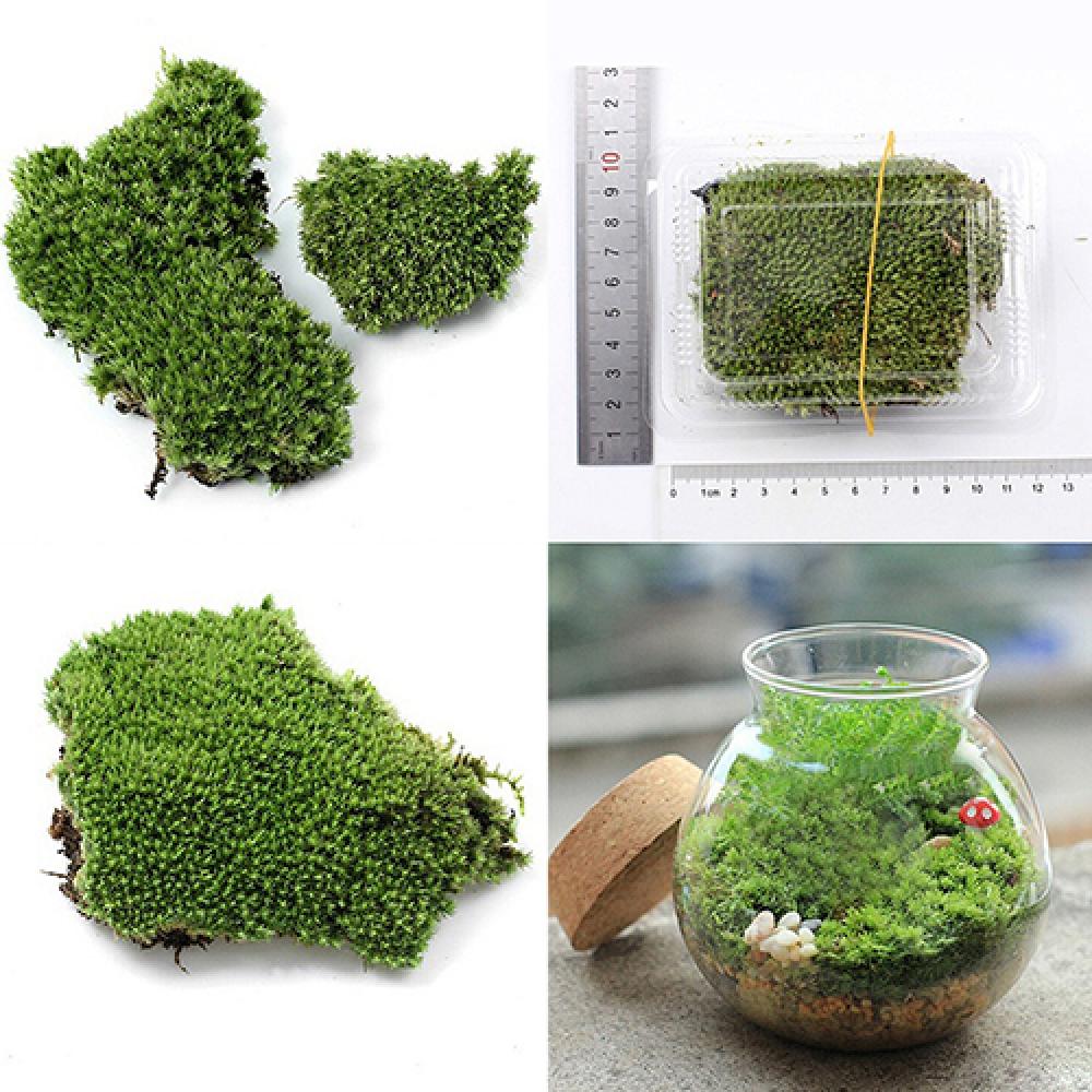 Artificial Green Grass Moss Pl - Terrarium Moss Art recension och pris