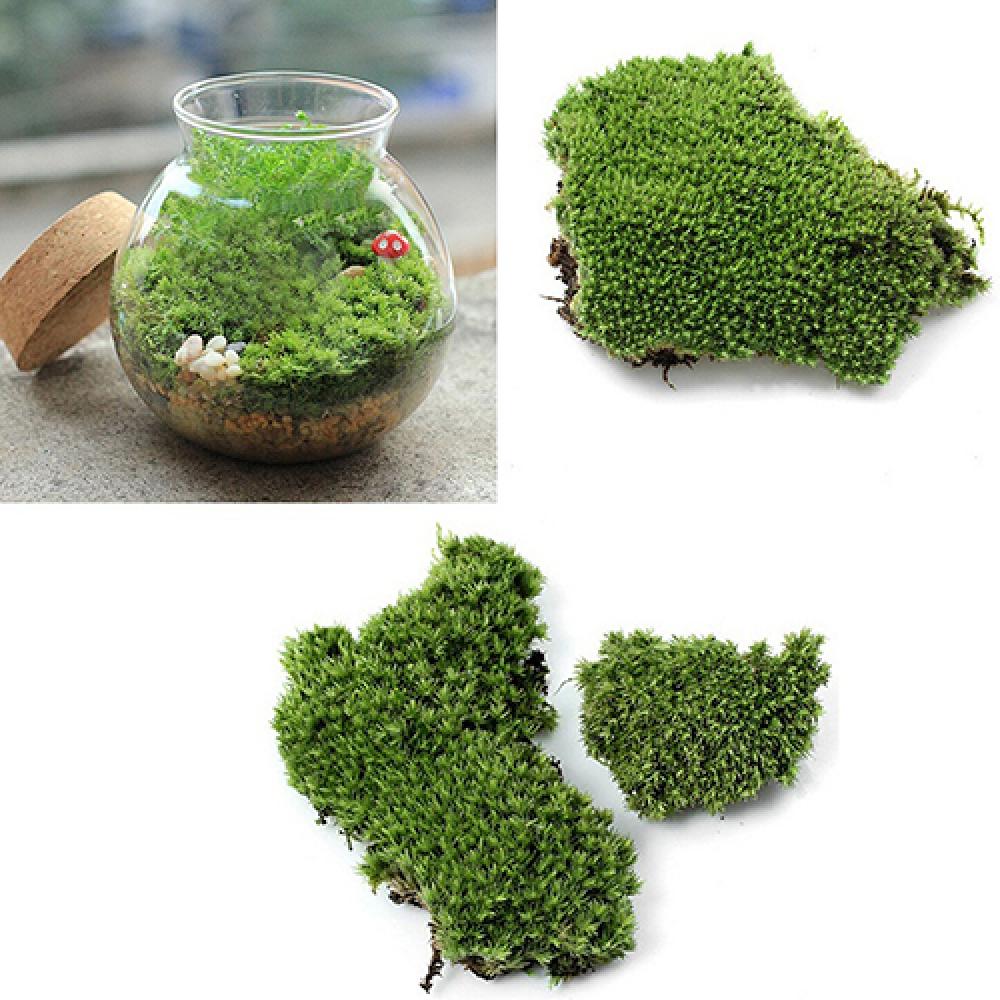 Artificial Green Grass Moss Pl - Terrarium Moss Art recension och pris
