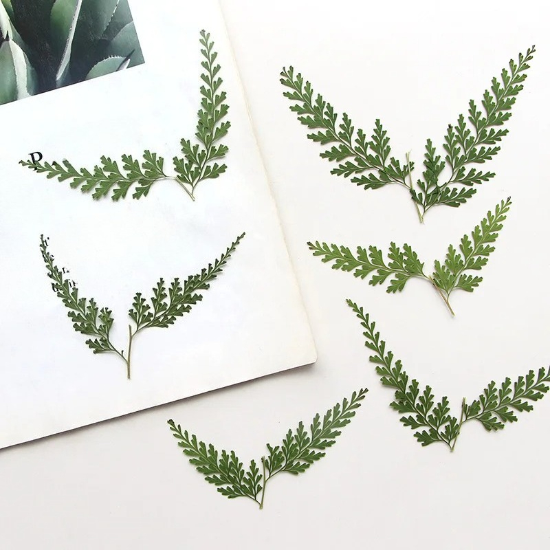 Nature Pressed Fern Branches,d - Dried Flower Bulk recension och pris