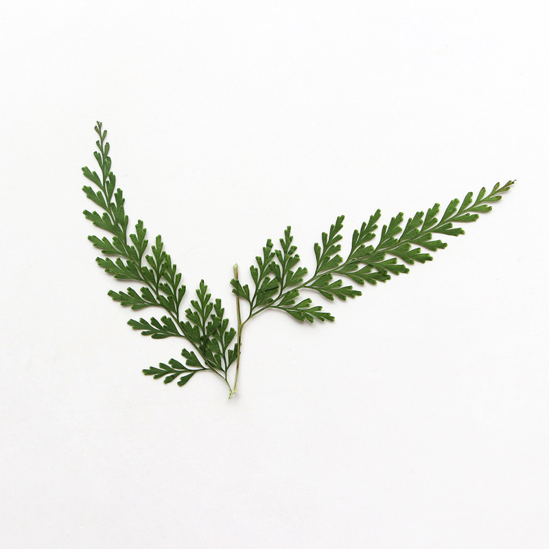 Nature Pressed Fern Branches,d - Dried Flower Bulk recension och pris