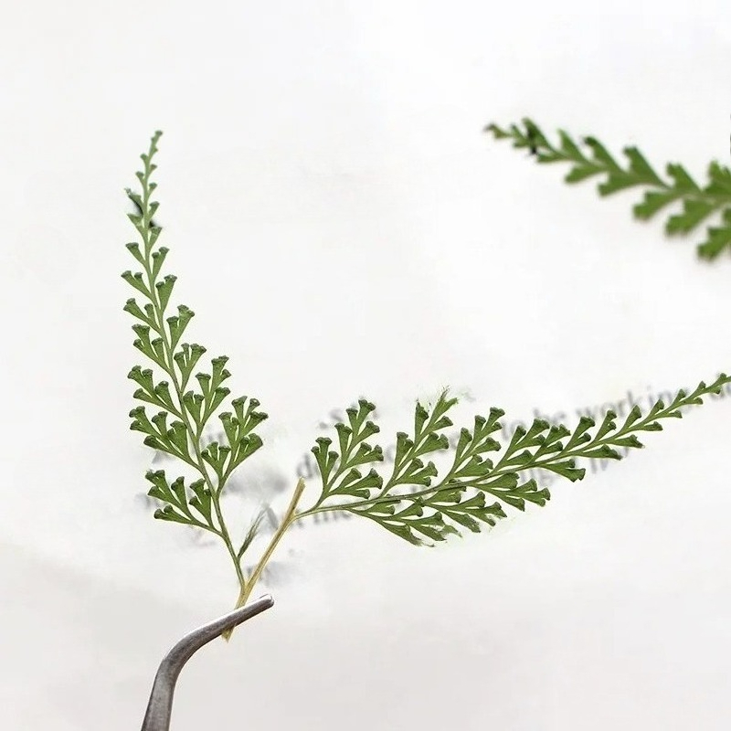 Nature Pressed Fern Branches,d - Dried Flower Bulk recension och pris